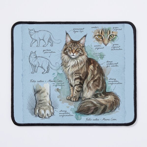 Item preview, Scientific Illustration of a Maine Coon Cat designed and sold by Paolo-Bandal.
