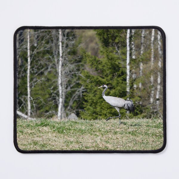 Item preview, Stepping on the field. Eurasian crane designed and sold by Jouko Lehto Photography.