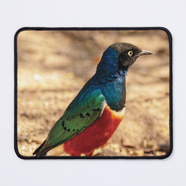 Item preview, Superb Starling designed and sold by Kay Brewer.