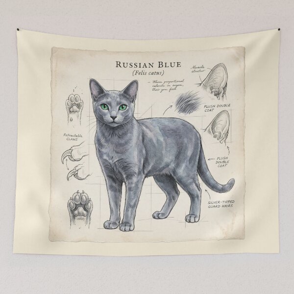 Item preview, Russian Blue Cat Anatomical Study Print designed and sold by Paolo-Bandal.