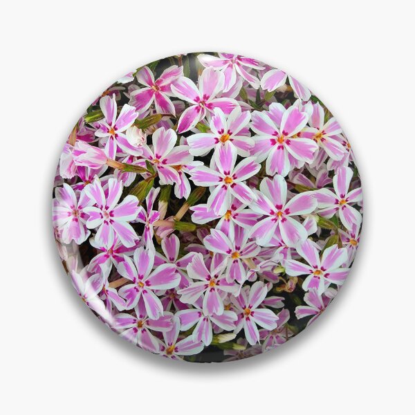 Item preview, Bunch of Candy Stripe Phlox designed and sold by bjtomiko.