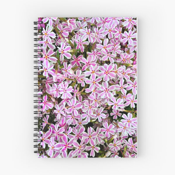 Item preview, Bunch of Candy Stripe Phlox designed and sold by bjtomiko.