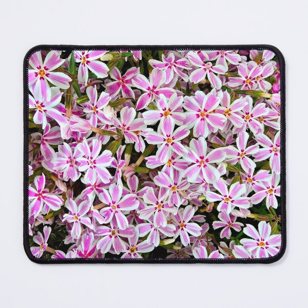 Item preview, Bunch of Candy Stripe Phlox designed and sold by bjtomiko.