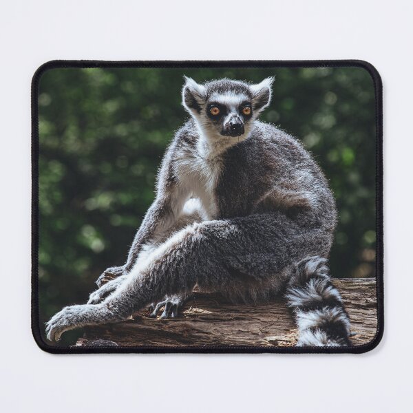 Item preview, Cinematic Lemur Wildlife Print designed and sold by Mutezone.