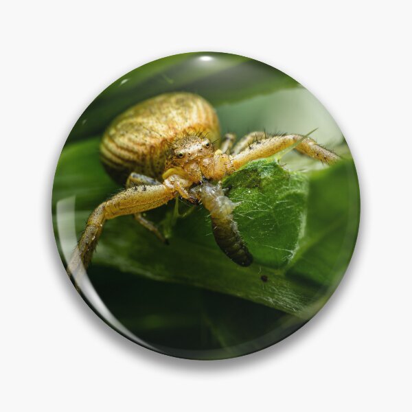 Item preview, Golden Crab Spider Catching a Caterpillar — Macro Wildlife Portrait designed and sold by Rabee Khalil Photography.