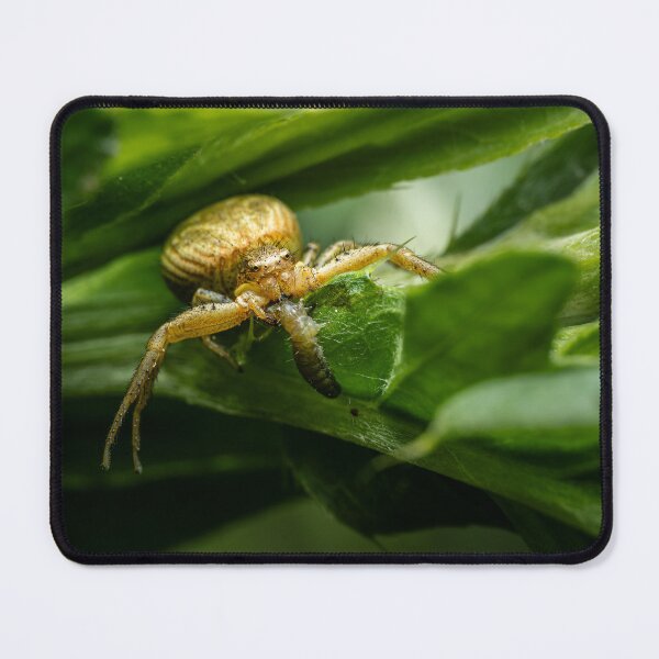 Item preview, Golden Crab Spider Catching a Caterpillar — Macro Wildlife Portrait designed and sold by Rabee Khalil Photography.