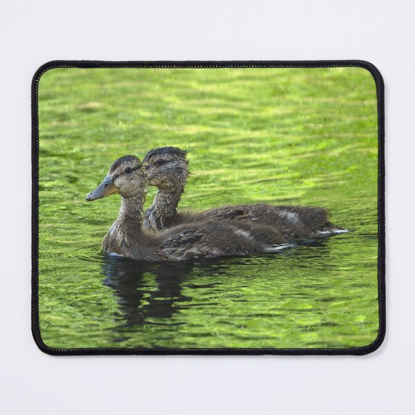Item preview, Pair of baby Mallard Ducks with eye strips aligned designed and sold by lisavonbiela.