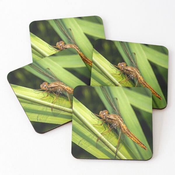 Item preview, Young Dragonfly on a Reed — Macro Wildlife Portrait designed and sold by Rabee Khalil Photography.