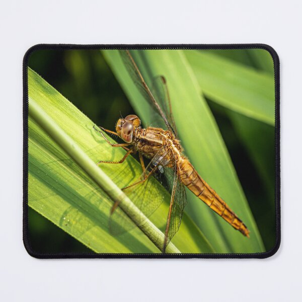 Item preview, Young Dragonfly on a Reed — Macro Wildlife Portrait designed and sold by Rabee Khalil Photography.