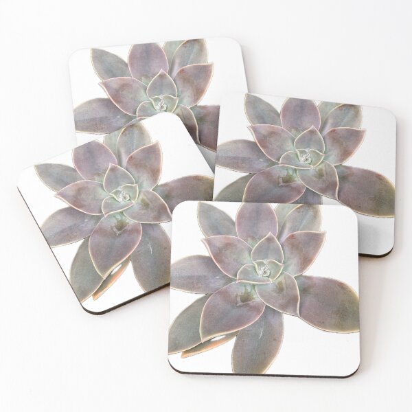 Item preview,  Top View of a Graptopetalum Paraguayense Ghost Plant Succulent Isolated on White Background designed and sold by BalkanBloom.