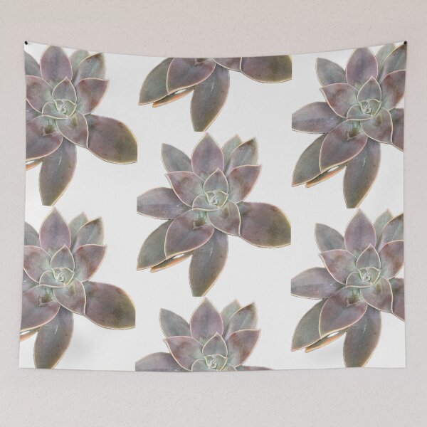 Item preview,  Top View of a Graptopetalum Paraguayense Ghost Plant Succulent Isolated on White Background designed and sold by BalkanBloom.
