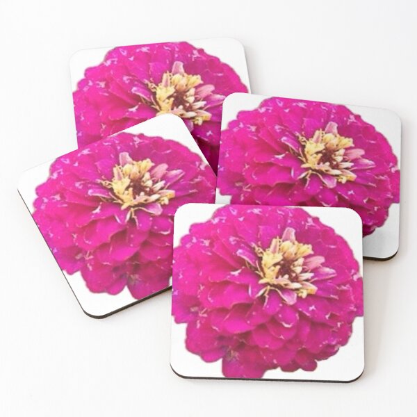 Artikelvorschau, Magenta Zinnienblüte isoliert auf weißem Hintergrund entworfen und verkauft von BalkanBloom.