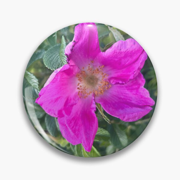 Item preview, Beach roses designed and sold by Lauracolleen3.
