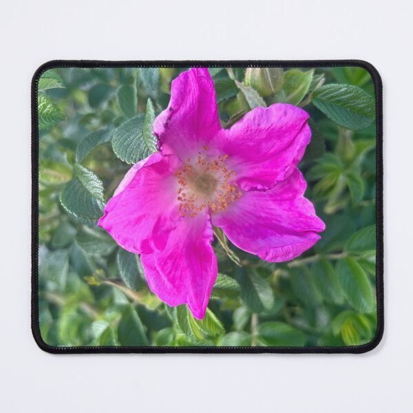 Item preview, Beach roses designed and sold by Lauracolleen3.