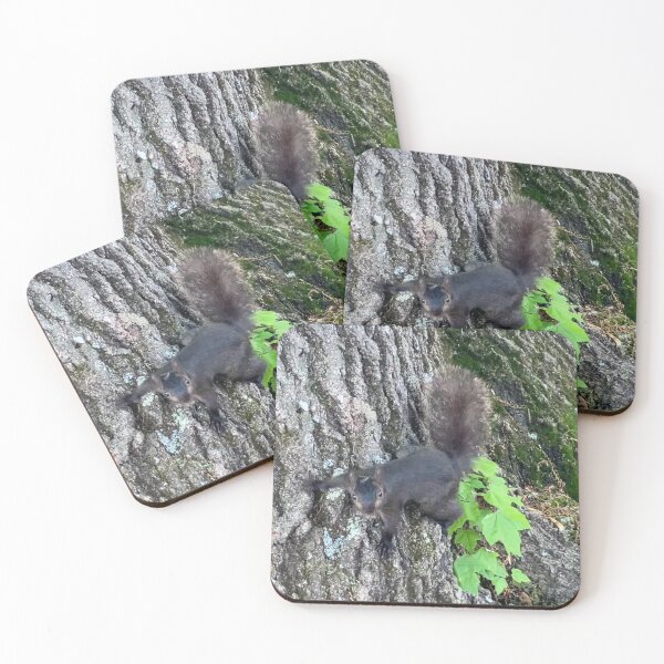 Item preview, Squirrel (a dark morph of the eastern gray squirrel) designed and sold by Amanda1775.