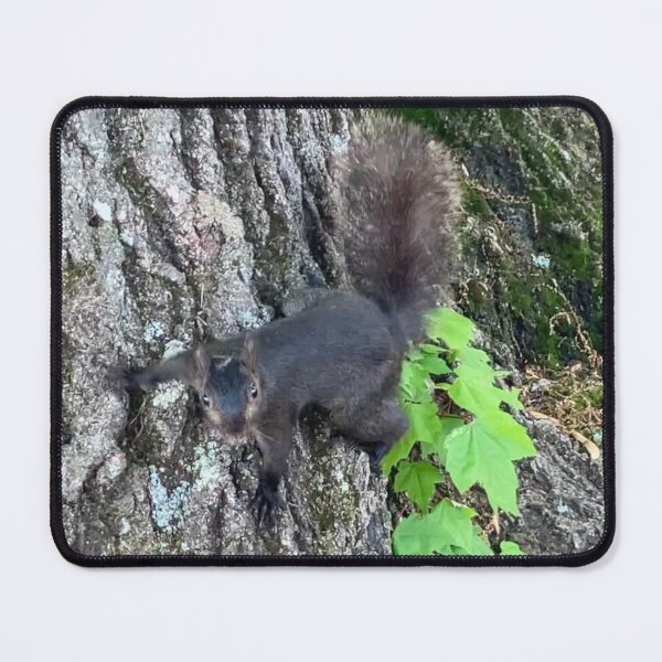 Item preview, Squirrel (a dark morph of the eastern gray squirrel) designed and sold by Amanda1775.