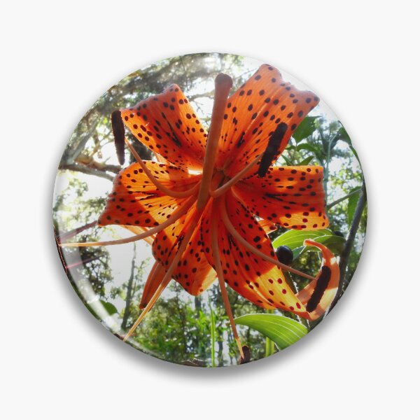 Item preview, SUNSHINE THROUGH THE TIGER LILY FLOWER designed and sold by AussieAl.