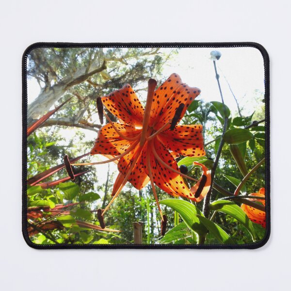 Item preview, SUNSHINE THROUGH THE TIGER LILY FLOWER designed and sold by AussieAl.