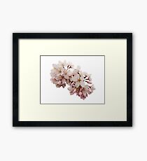 Cherry Blossom Festival in Kyoto Framed Print
