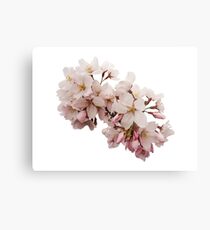 Cherry Blossom Festival in Kyoto Metal Print