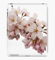 Cherry Blossom Festival in Kyoto iPad Case/Skin
