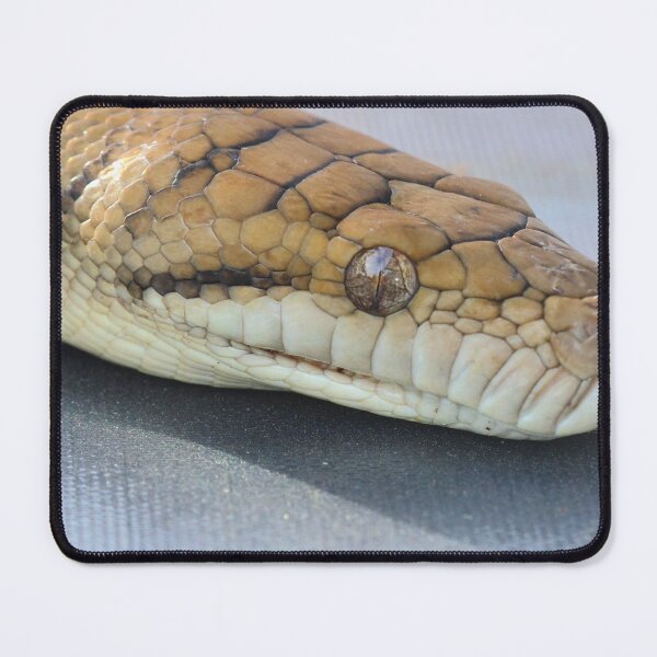 Item preview, Scrub Python designed and sold by Melville.Collective.