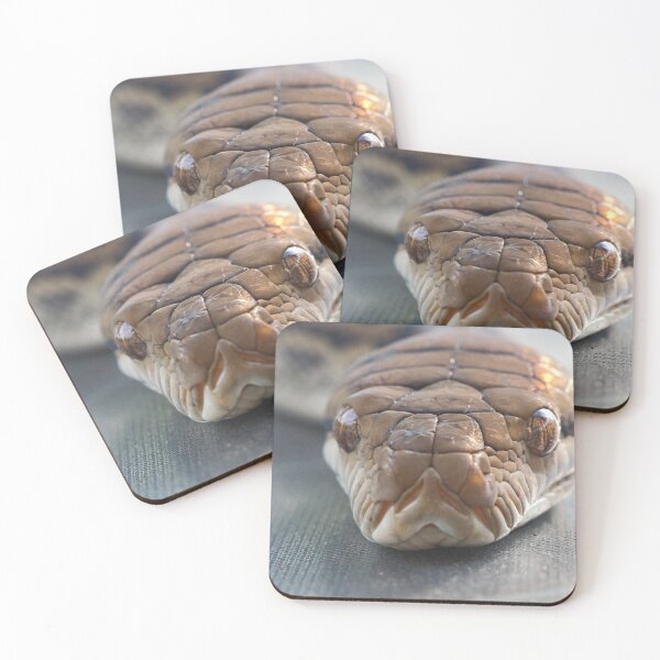 Item preview, A photograph of a python whilst it warms up on solar panels designed and sold by Melville.Collective.