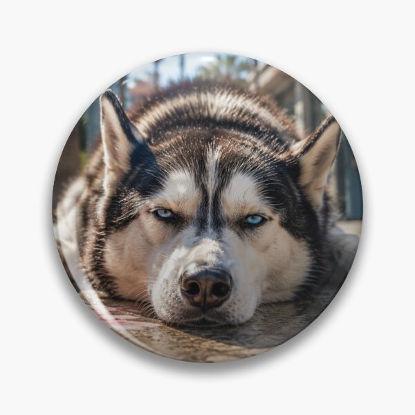 Item preview, This Weather Is Illegal – Funny Husky Summer Meme Design designed and sold by Inkmatic Studio.