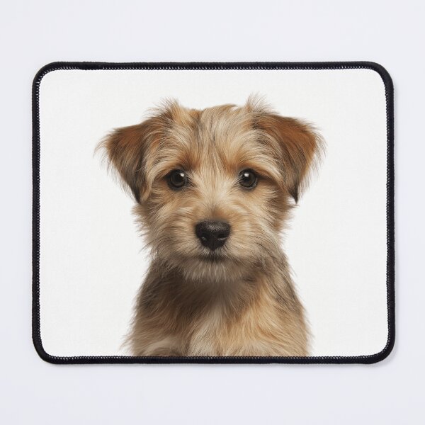 Item preview, Adorable Norfolk Terrier puppy for Cute Norfolk Terrier puppy lovers designed and sold by LazyOwlStore.