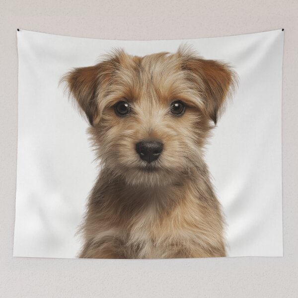 Item preview, Adorable Norfolk Terrier puppy for Cute Norfolk Terrier puppy lovers designed and sold by LazyOwlStore.