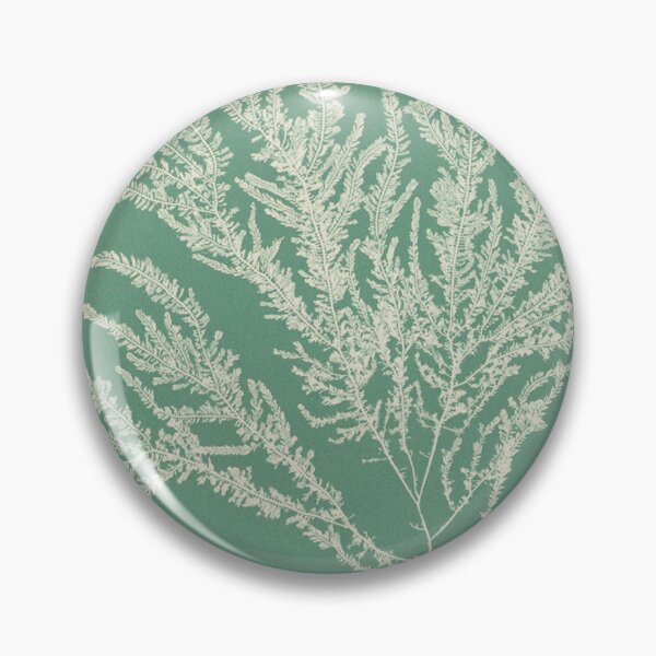 Item preview, Vintage Cyanotype Seaweed Botanical - Antique Ptilota Sericea Study designed and sold by NaturaliaStudio.