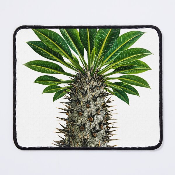 Item preview, Spiky Madagascar Palm Plant designed and sold by ytist.