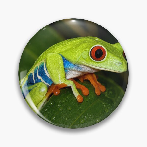 Item preview, Red-eyed tree frog – Agalychnis callidryas designed and sold by WildCosmos.