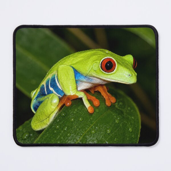 Item preview, Red-eyed tree frog – Agalychnis callidryas designed and sold by WildCosmos.
