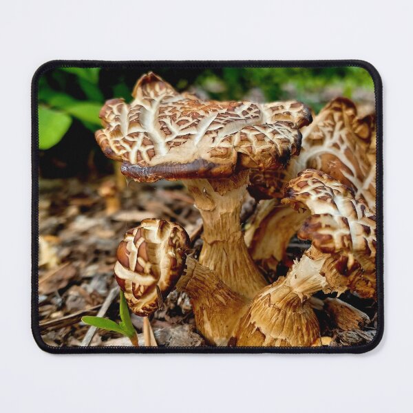 Item preview, Twice Baked Mushroom designed and sold by MaddysMStudio.