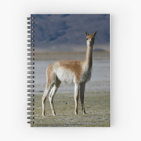 Item preview, Wild Vicuna Andes Argentina Photo Animal Nature Poster designed and sold by Keltoi-art.