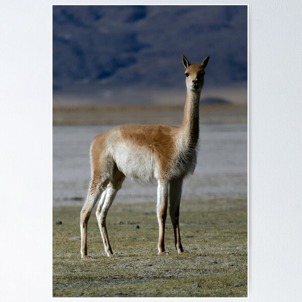 Item preview, Wild Vicuna Andes Argentina Photo Animal Nature Poster designed and sold by Keltoi-art.