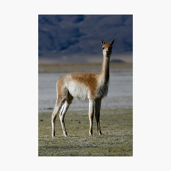 Item preview, Wild Vicuna Andes Argentina Photo Animal Nature Poster designed and sold by Keltoi-art.
