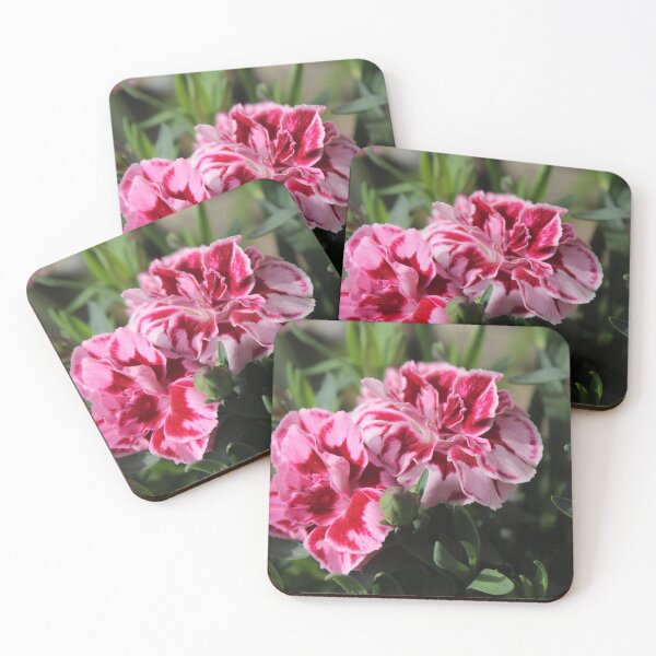 Item preview, Romantic carnation close-up - Soft nature photography designed and sold by Cha-s-lens.