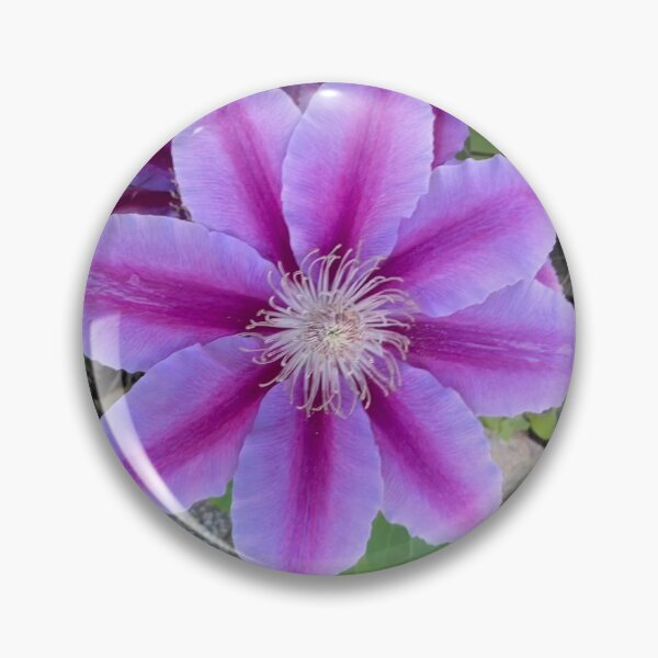 Item preview, Clematis designed and sold by Amanda1775.