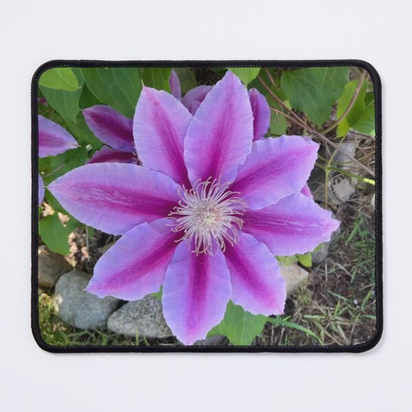 Item preview, Clematis designed and sold by Amanda1775.