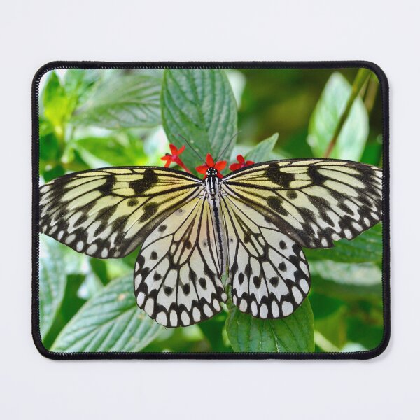 Item preview, Rice Paper Butterfly on a Plant designed and sold by richardbryce.