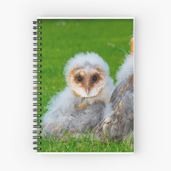 Item preview, Barn owlets designed and sold by mohawkphotography.