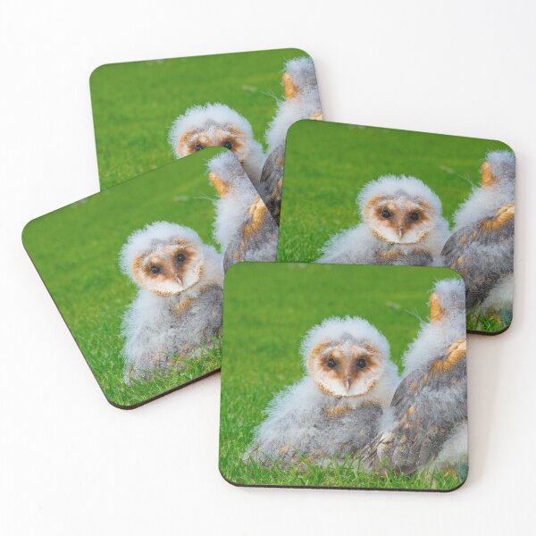 Item preview, Barn owlets designed and sold by mohawkphotography.