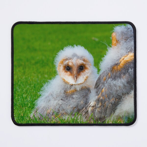 Item preview, Barn owlets designed and sold by mohawkphotography.