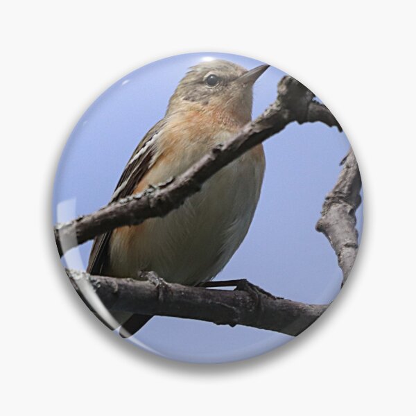 Item preview, A Bay-breasted Warbler pausing a moment to pose for me.  designed and sold by Judy Geller.
