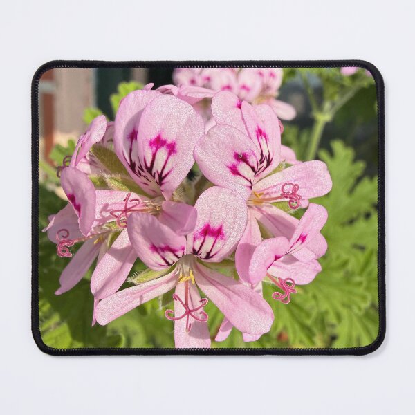 Item preview, Delicate Clusters of Pink Pelargonium designed and sold by BalkanBloom.