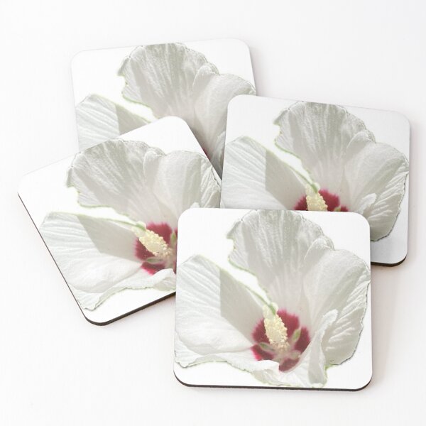 Artikelvorschau, Weiße Hibiskusblüte (Rose of Sharon), isoliert auf Weiß entworfen und verkauft von BalkanBloom.