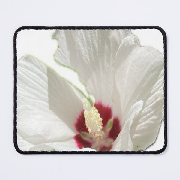 Item preview, White Rose of Sharon Hibiscus Flower Isolated on White designed and sold by BalkanBloom.