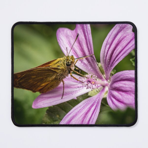 Item preview, Skipper on a Mallow — Butterfly Macro Portrait designed and sold by Rabee Khalil Photography.
